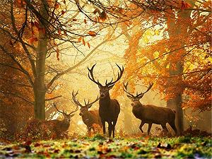 Пазл Deer in the Forest 2000 элементов 70 x 100 см 14+ - Фото 1