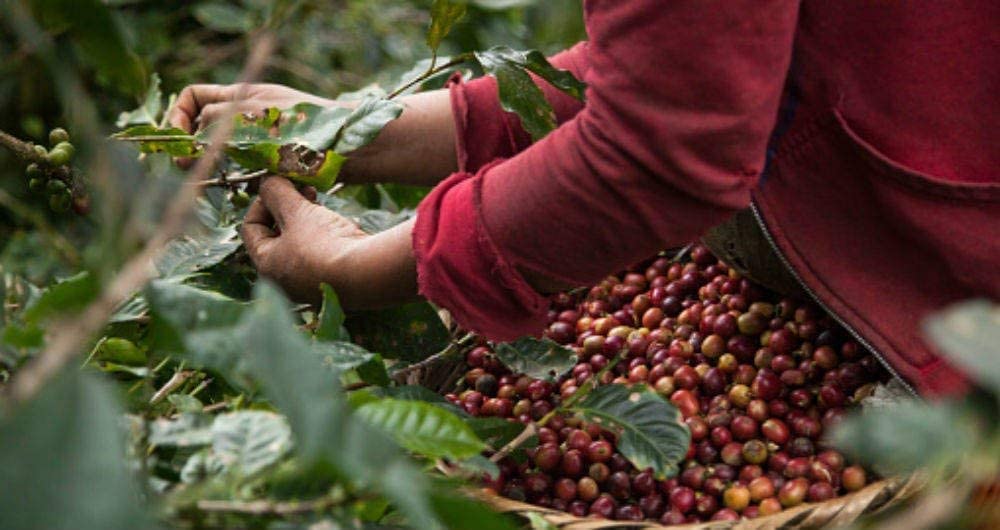 Кава в зернах Декаф 1 кг Natural Espresso Intense Taste з Колумбії та Бразилії, фото №4