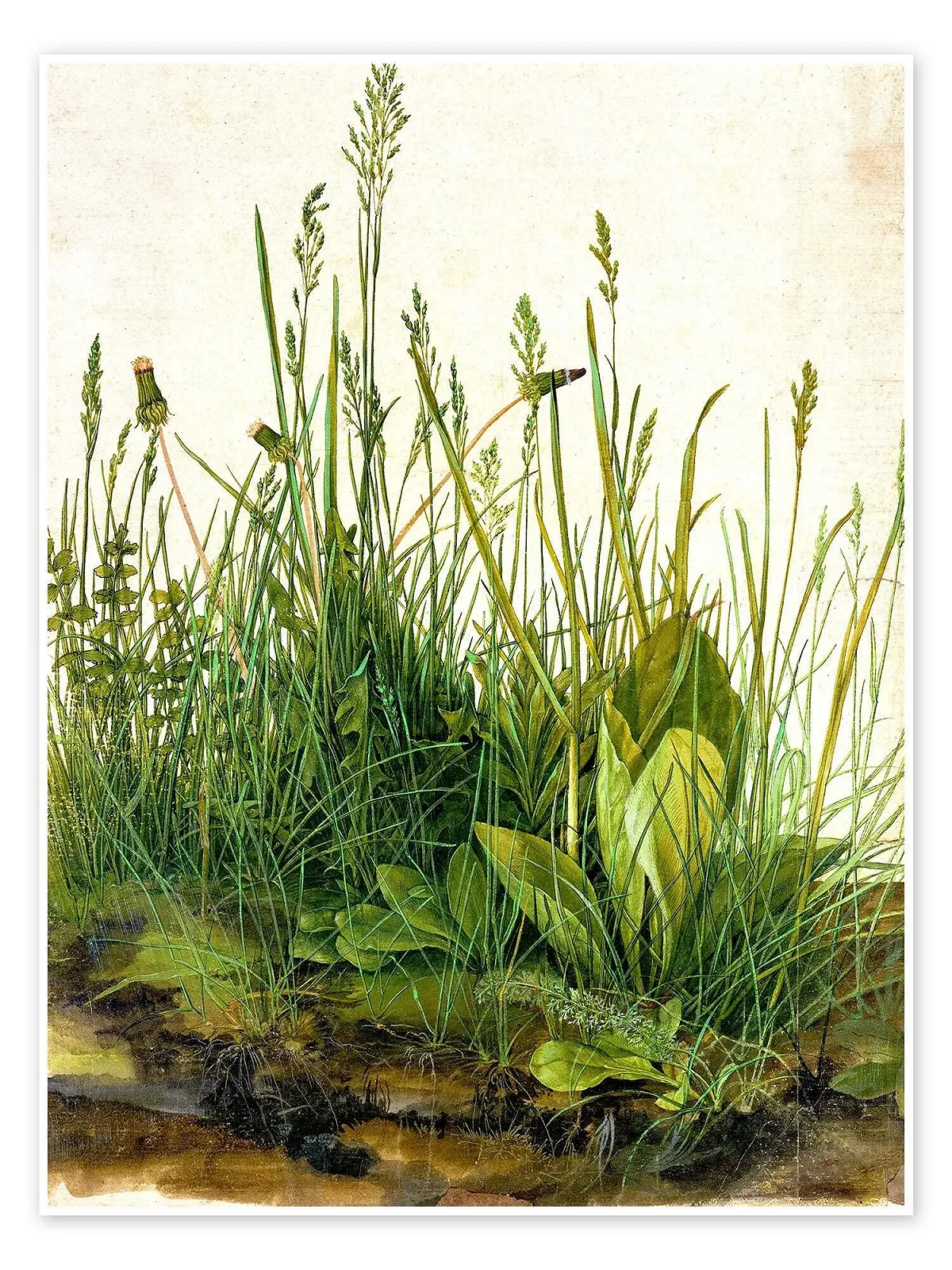 Постер Albrecht Dürer The Large Lawn Piece 50 x 70 см Зеленый, фото №1
