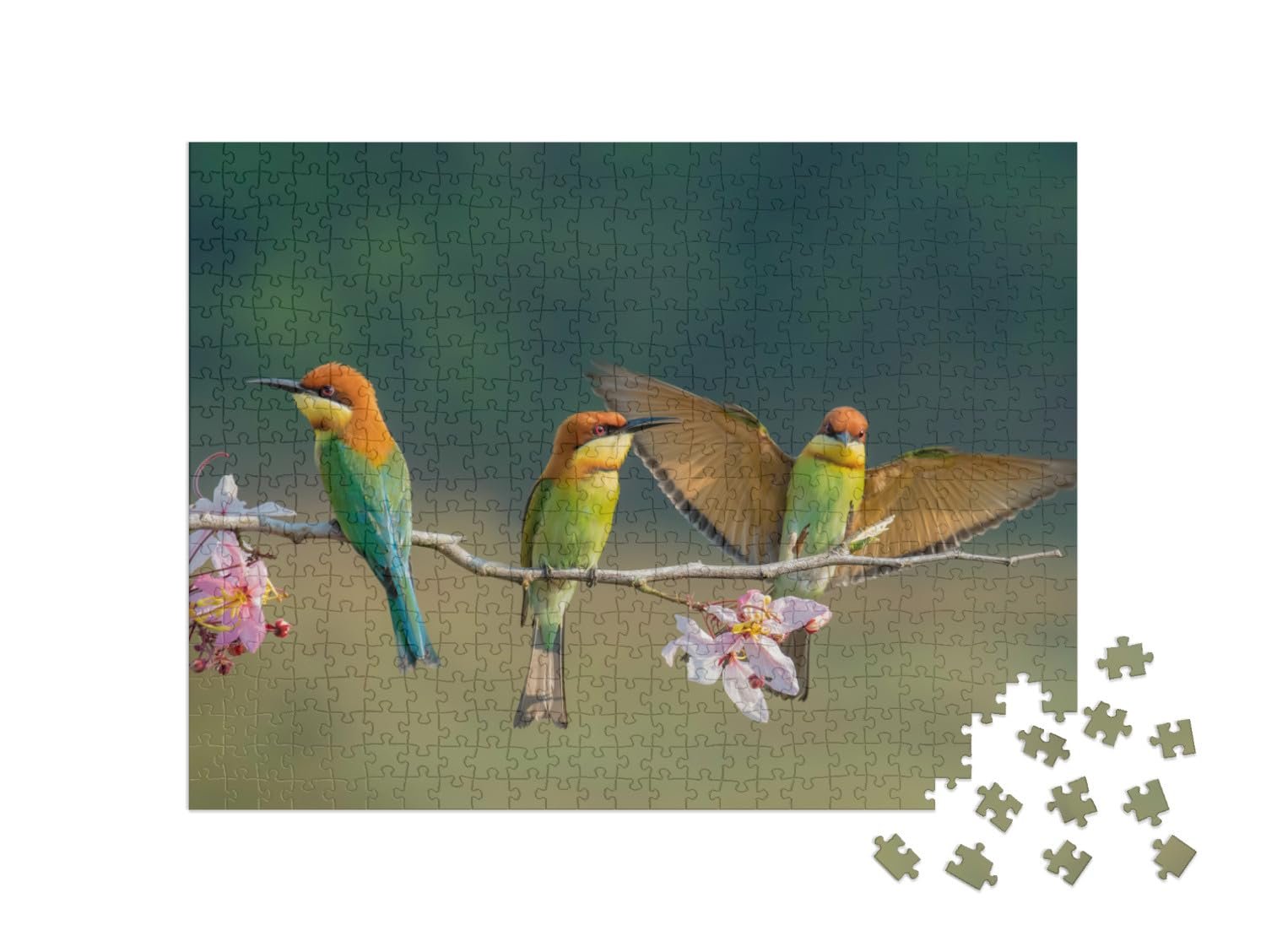Пазл puzzleYOU Birds Puzzle Collection Три каштановоголовые щурки на ветке с розовыми цветами 500 деталей, фото №2