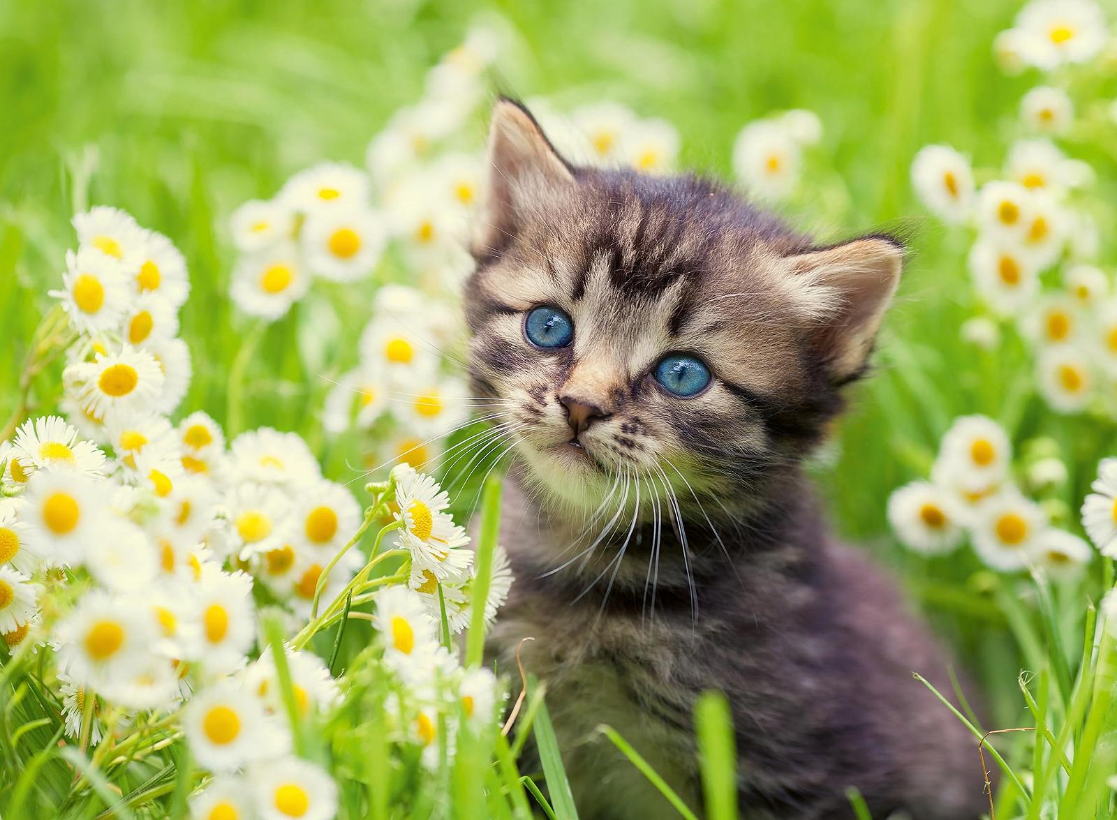 Пазли Ravensburger Kitten in the Meadow 12000367 500 деталей, фото №1