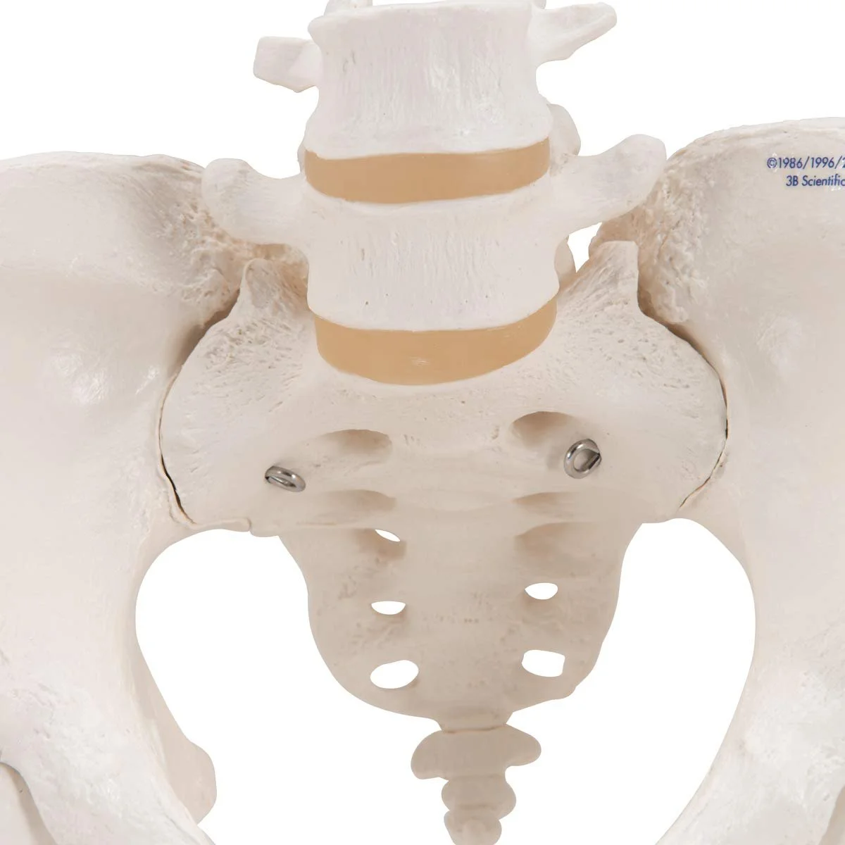 Модель женского тазового скелета 3B Scientific Human Anatomy / С подвижными головками бедренных костей / Белая, фото №5