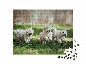 Пазл puzzleYOU PUPPY Jigsaw Puzzle Collection Маленькие щенки золотистого ретривера, бегающие по парку летом 1000 деталей synthetic.ua - Фото 1