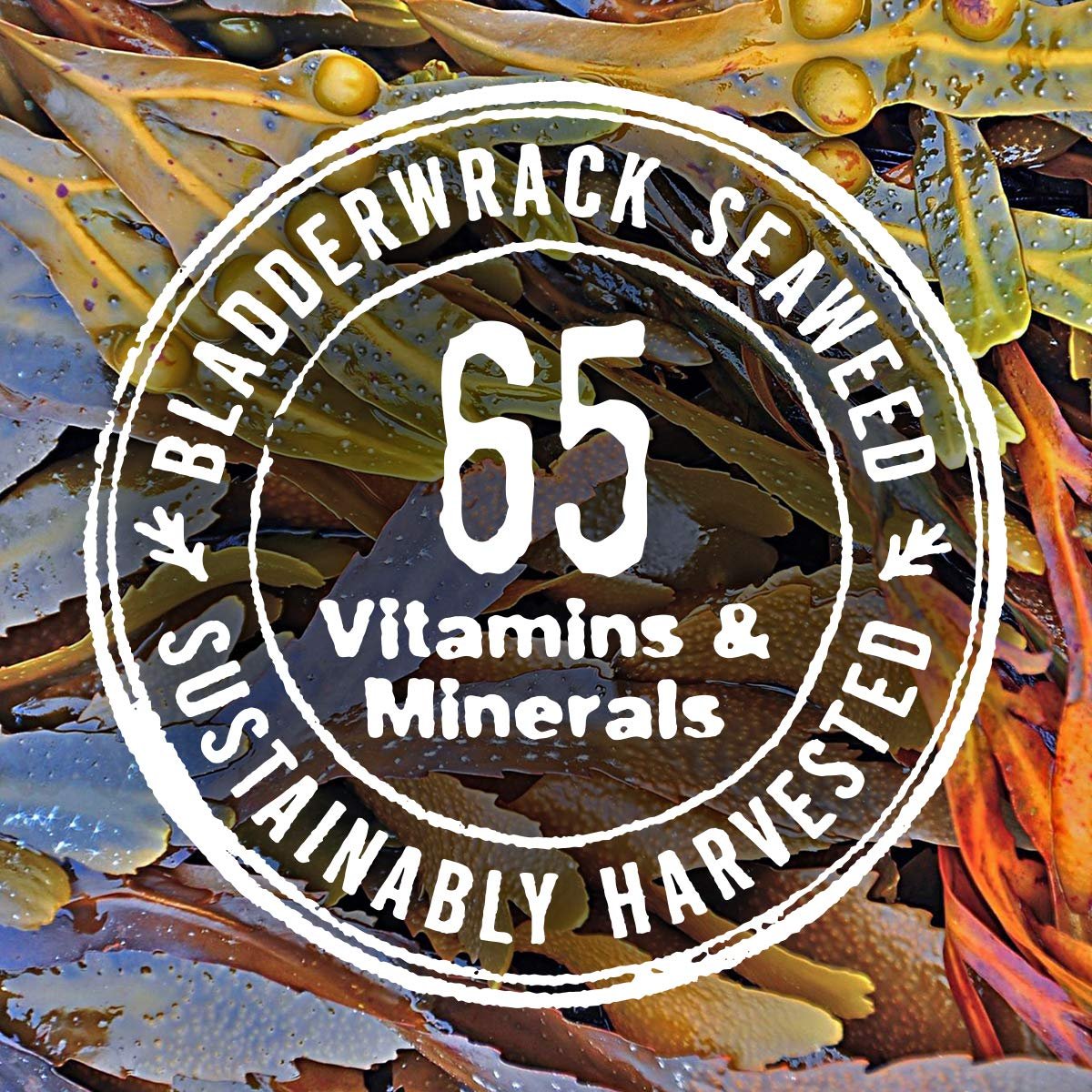 Гель для душу The Seaweed Bath Co Purifying Detox Enlighten Лемонграс 354 мл (12 рідких унцій), фото №5