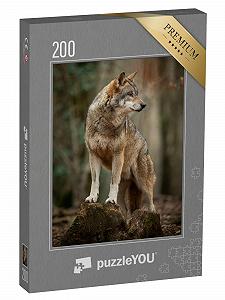 Купить Пазл puzzleYOU Puzzle Collection Wolves, Predators, Animals of the North, Animals in Forest & Mountains, Exotic Animals 200 элементов Серый волк в выжидательной позе в лесу - Фото 1 Пазл puzzleYOU Puzzle Collection Wolves, Predators, Animals of the North, Animals in Forest & Mountains, Exotic Animals 200 элементов Серый волк в выжидательной позе в лесу - Фото 1