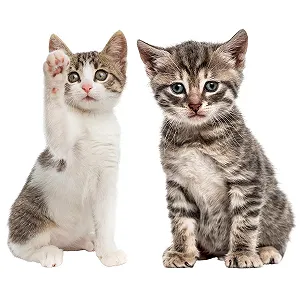 Набір наклейок dv1032 Cat Baby 2 шт. коричневий та білий - Фото 1