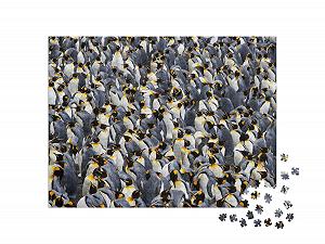 Пазл puzzleYOU Penguin Colony Puzzle Collection King Penguin Colony 1000 элементов synthetic.ua - Фото 1