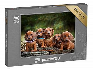 Пазл puzzleYOU Такса Щенки таксы — милые животные 500 элементов - Фото 1