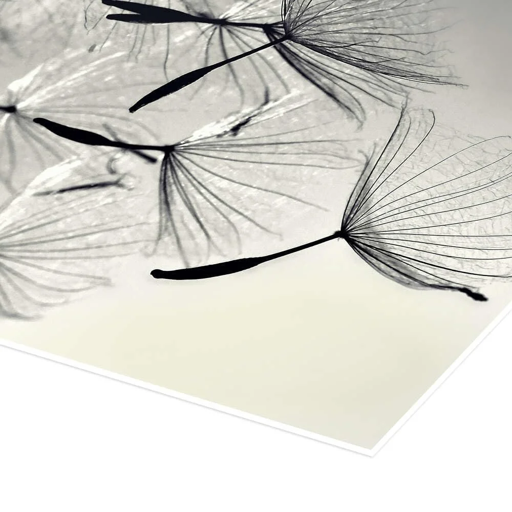 Постер Julia Delgado Dandelion Freedom 60 x 40 см Черно-белая фотография, фото №3 Постер Julia Delgado Dandelion Freedom 60 x 40 см Черно-белая фотография, фото №3