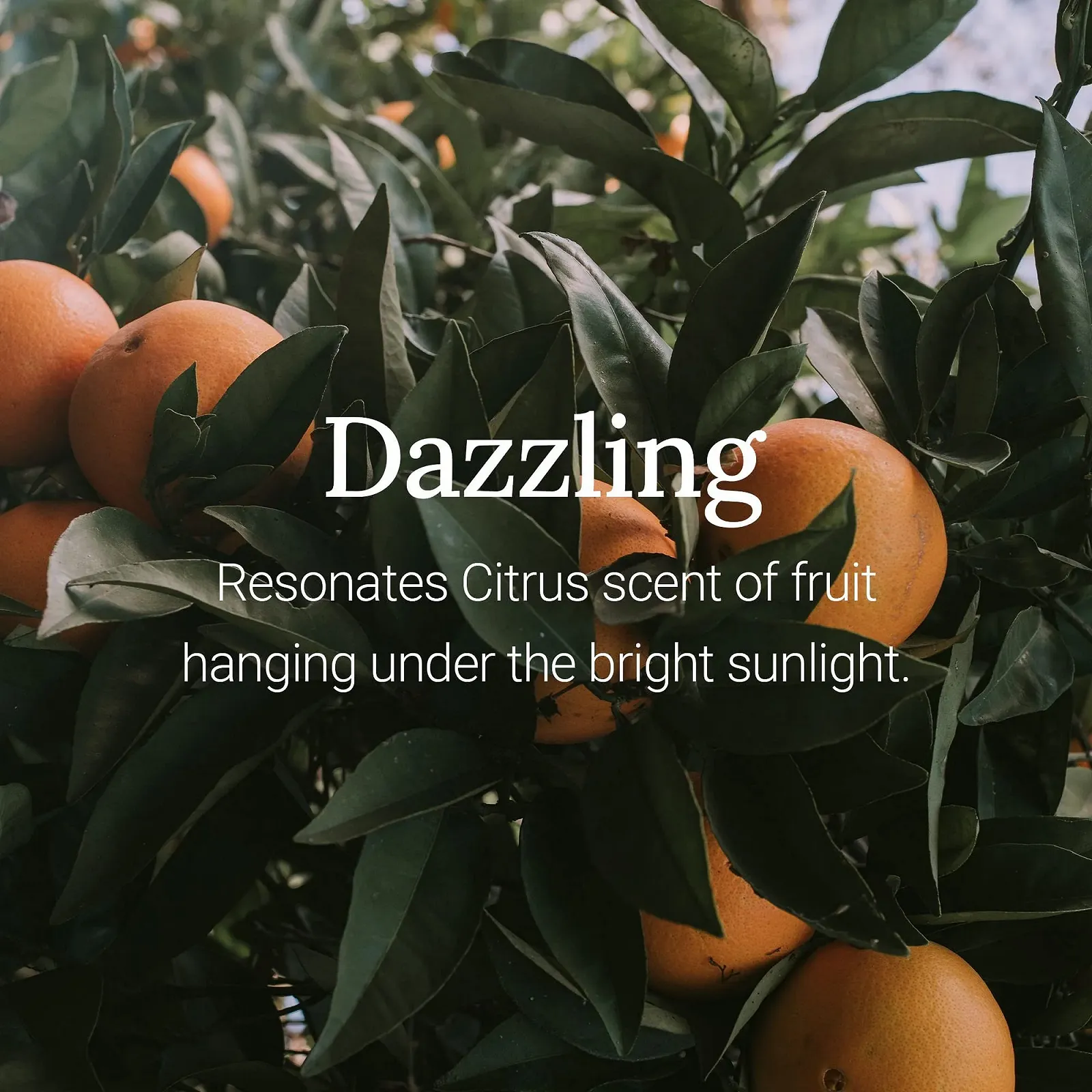 Крем для рук Frudia Re;proust Essential Blending Dazzling 50 г, фото №4