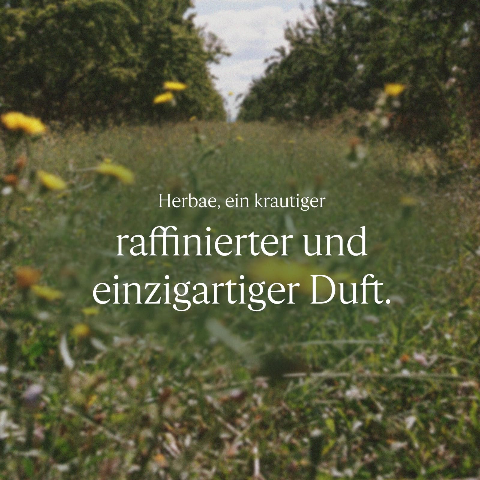 Гель для душа L'OCCITANE Herbae 250 мл, фото №2