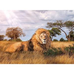 Пазл Clementoni 39479 The King 1000 елементів synthetic.ua - Фото 1