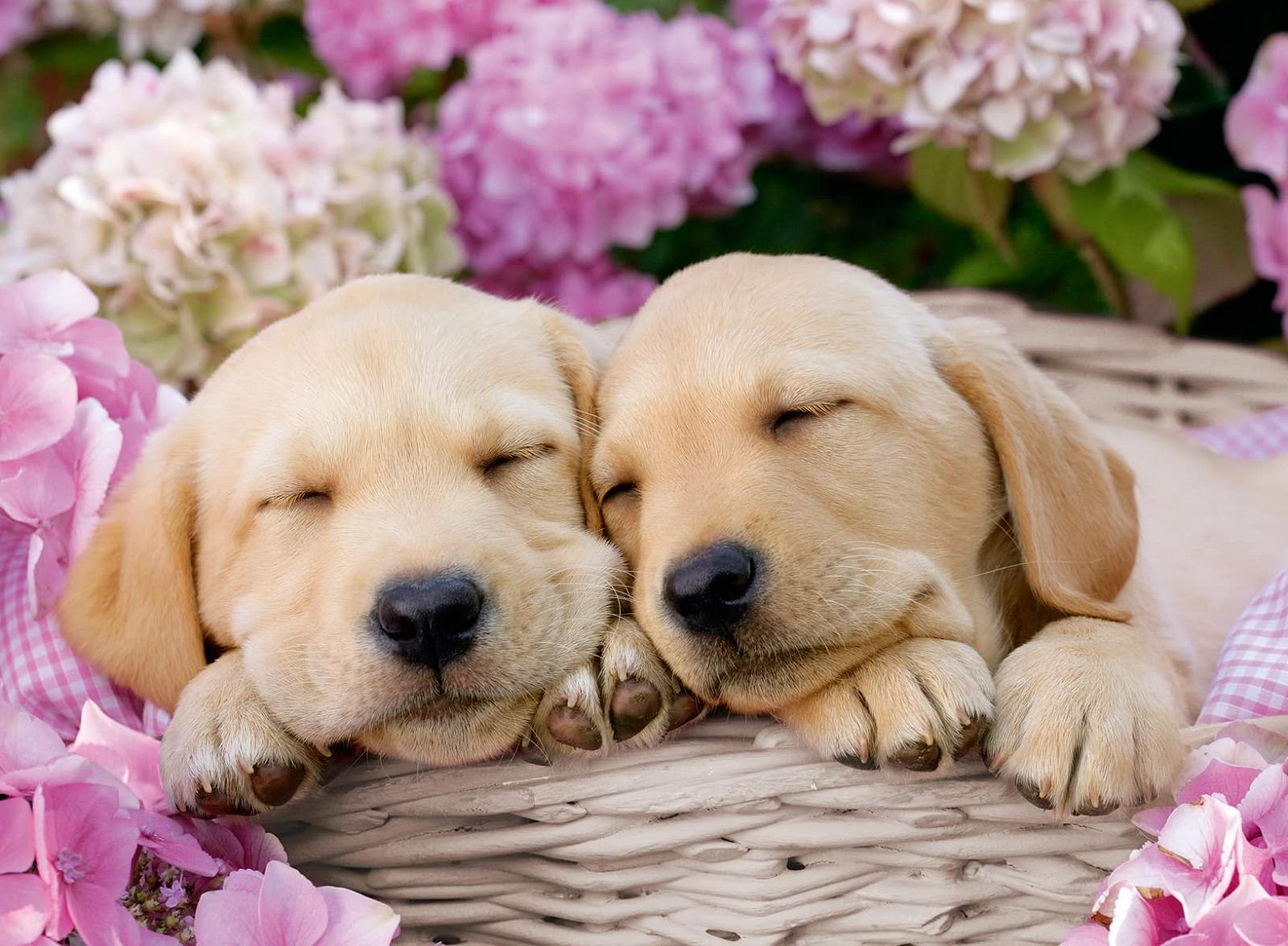 Пазл Ravensburger 80568 Собаки и котята 2 x 200 элементов, фото №2