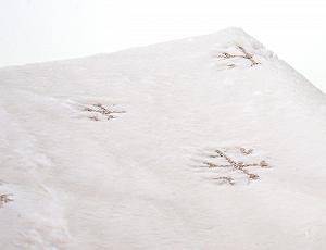 Покривало Mendler Пухнасте Біле з Блискітками 150 x 120 см synthetic.ua - Фото 1