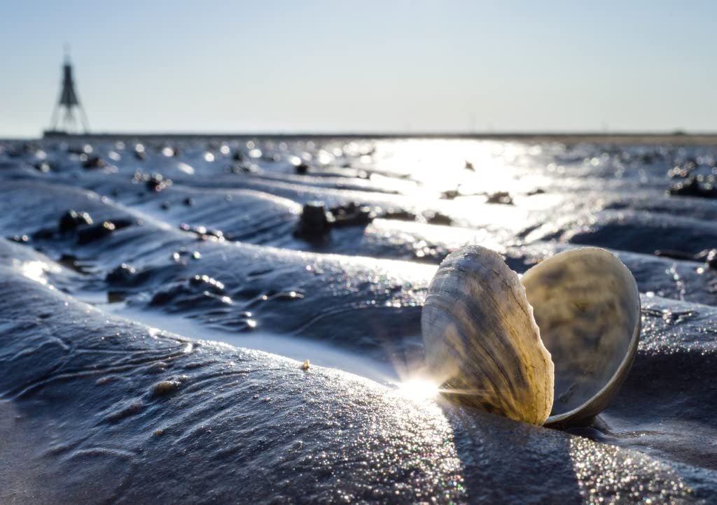 Пазл Lais Puzzle Песчаная трасса в Ваттовом море в Куксхафене с маяком 1000 деталей, фото №3 Пазл Lais Puzzle Песчаная трасса в Ваттовом море в Куксхафене с маяком 1000 деталей, фото №3