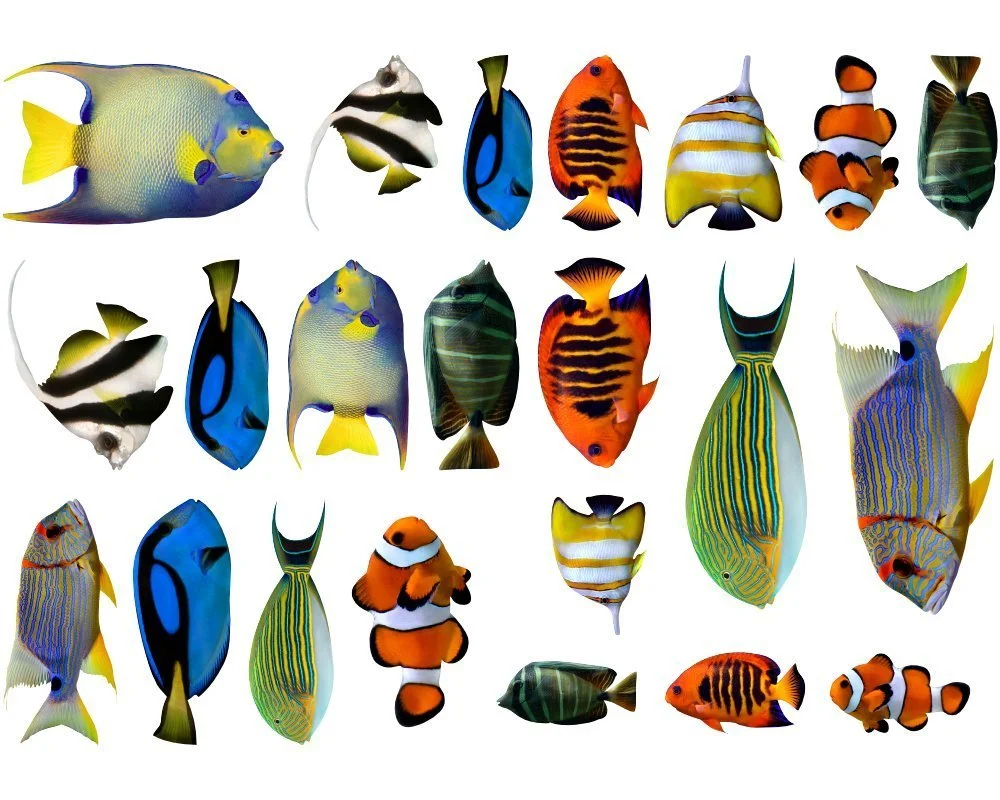 Набір наклейок на стіну Fish Ocean Sea 22 штуки різнокольорові 30x20 см, фото №1