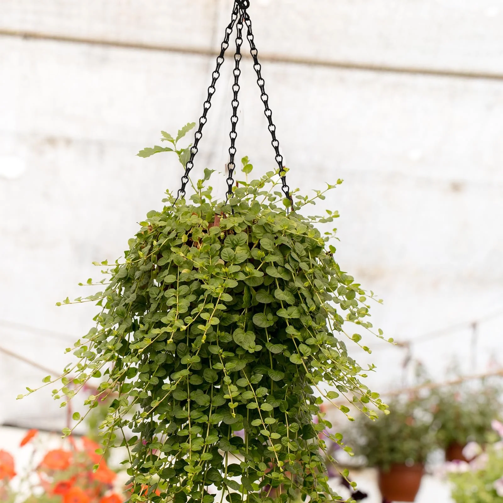 Цепи для подвесных корзин с крючками 50 см набор из 12 шт. черный, фото №4