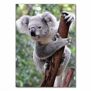 Пазл Lais Puzzle Koala Australia 1000 элементов synthetic.ua - Фото 1