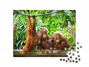 Пазл puzzleYOU Animals Puzzle Collection Крупный план орангутанов 1000 элементов synthetic.ua - Фото 1