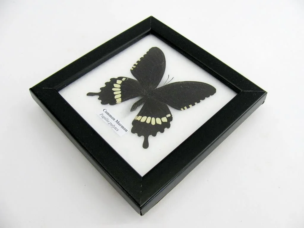 Настінна картина у вітрині Справжній метелик Common Mormon 12 x 12 x 2 см, фото №5 Настінна картина у вітрині Справжній метелик Common Mormon 12 x 12 x 2 см, фото №5