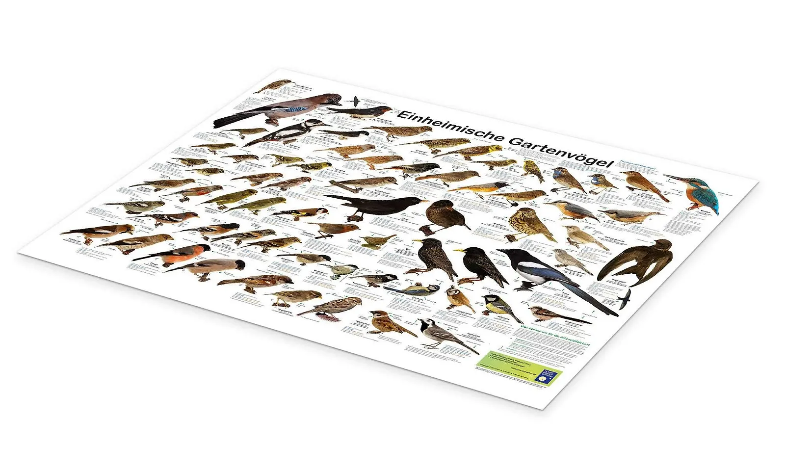 Постер Planet Poster Editions Native Garden Birds 120 x 90 см, фото №2
