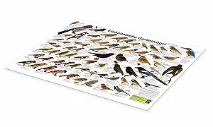 Постер Planet Poster Editions Native Garden Birds 120 x 90 см synthetic.ua - Фото 1
