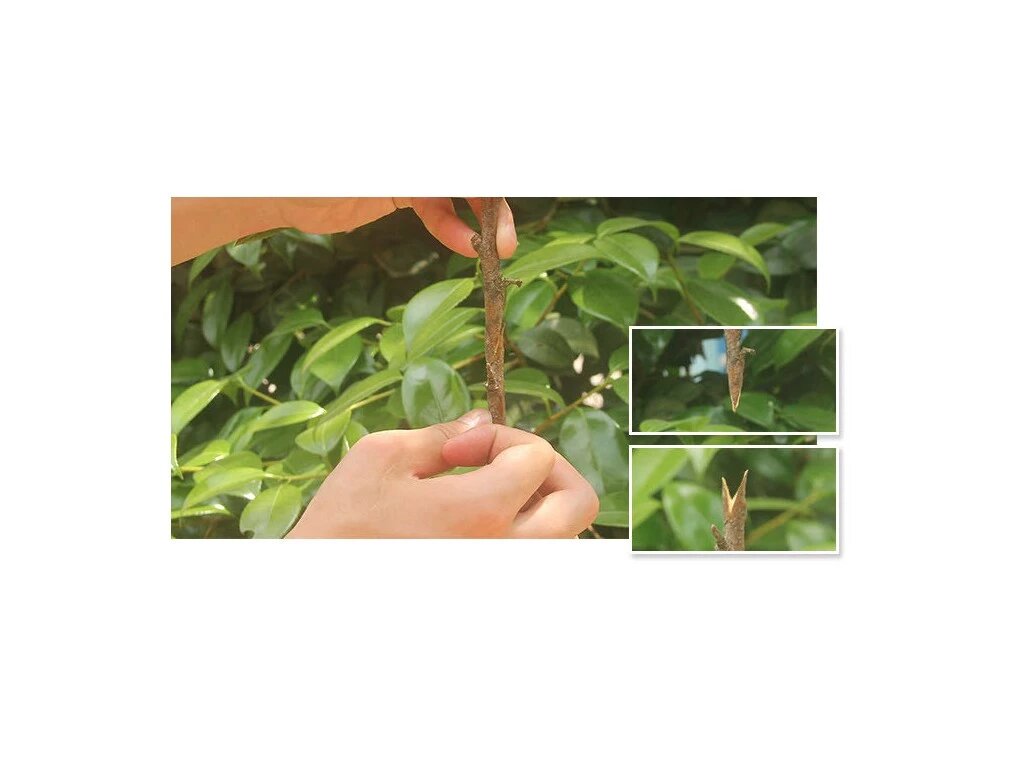 Профессиональный секатор прививочный металлический J68, фото №6 Профессиональный секатор прививочный металлический J68, фото №6