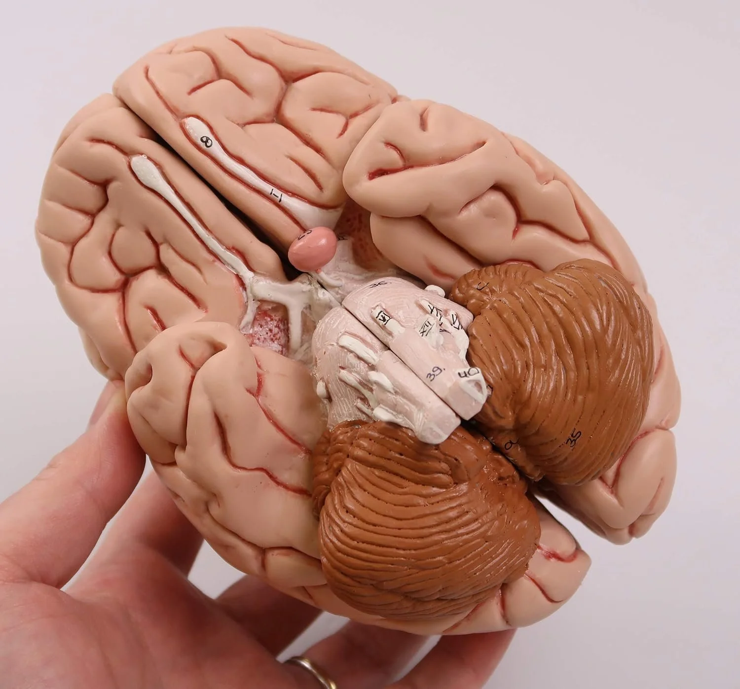 Анатомічна модель мозку 3B Scientific C18 / 5 частин / 3B Smart Anatom / Рожевий, фото №3