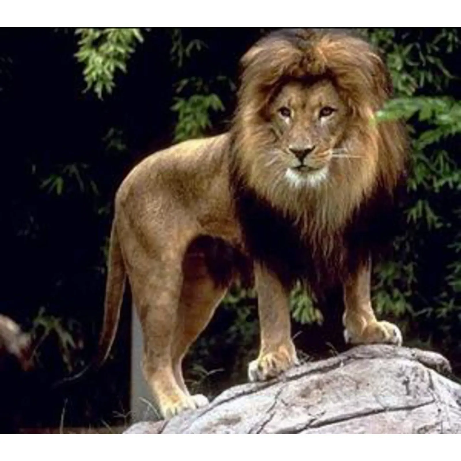 Бінокль Omegon Blackstar 8x42, фото №4