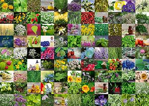 Купити Пазл Ravensburger 12000073-99 Трави та спеції 1000 деталей - Фото 1 Пазл Ravensburger 12000073-99 Трави та спеції 1000 деталей - Фото 1