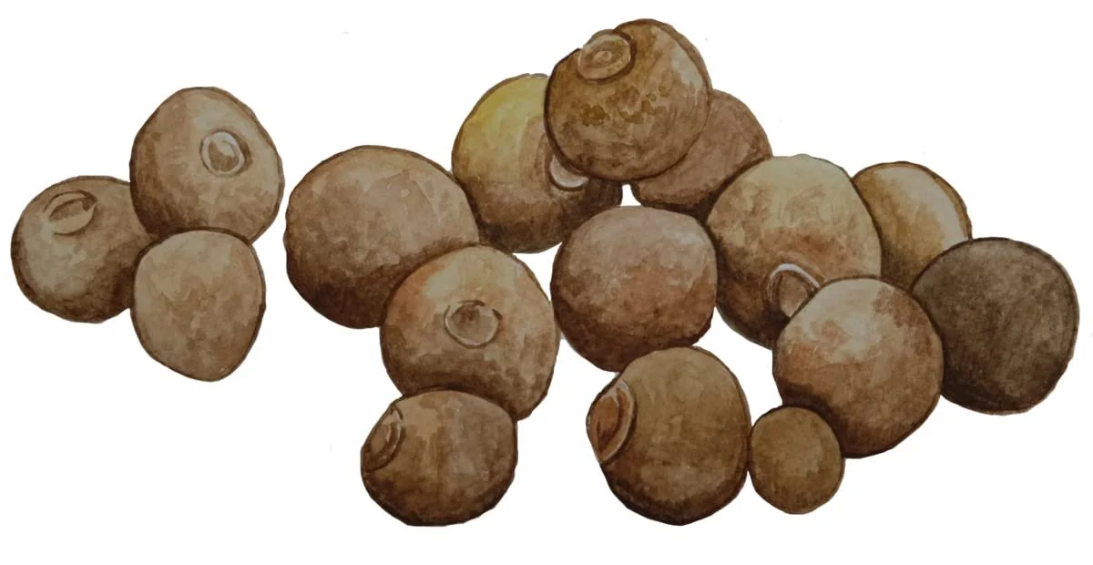 Средство для стоп Nu Skin Epoch Sole Solution 4.2 fl oz, фото №8 Средство для стоп Nu Skin Epoch Sole Solution 4.2 fl oz, фото №8