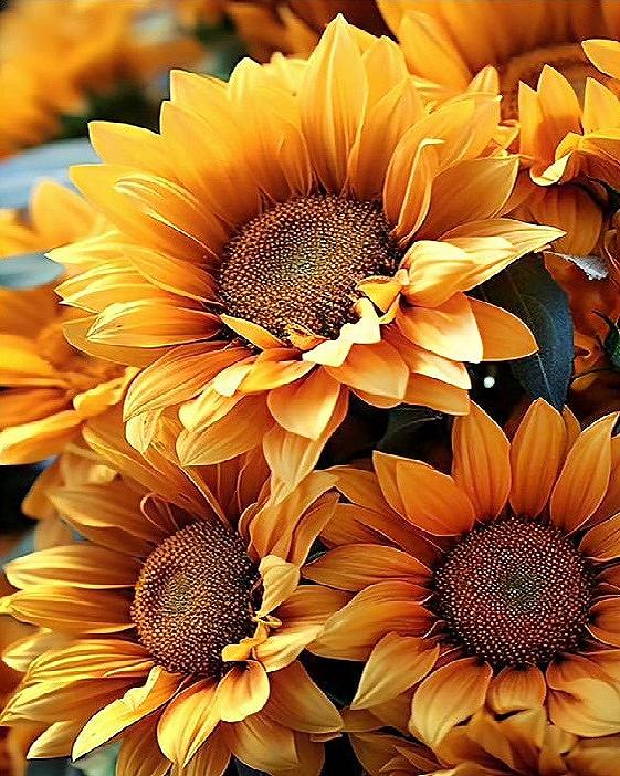 AR-3192 Набір алмазної мозаїки на підрамнику 40*50 см Сонячні соняхи, фото №1 AR-3192 Набір алмазної мозаїки на підрамнику 40*50 см Сонячні соняхи, фото №1