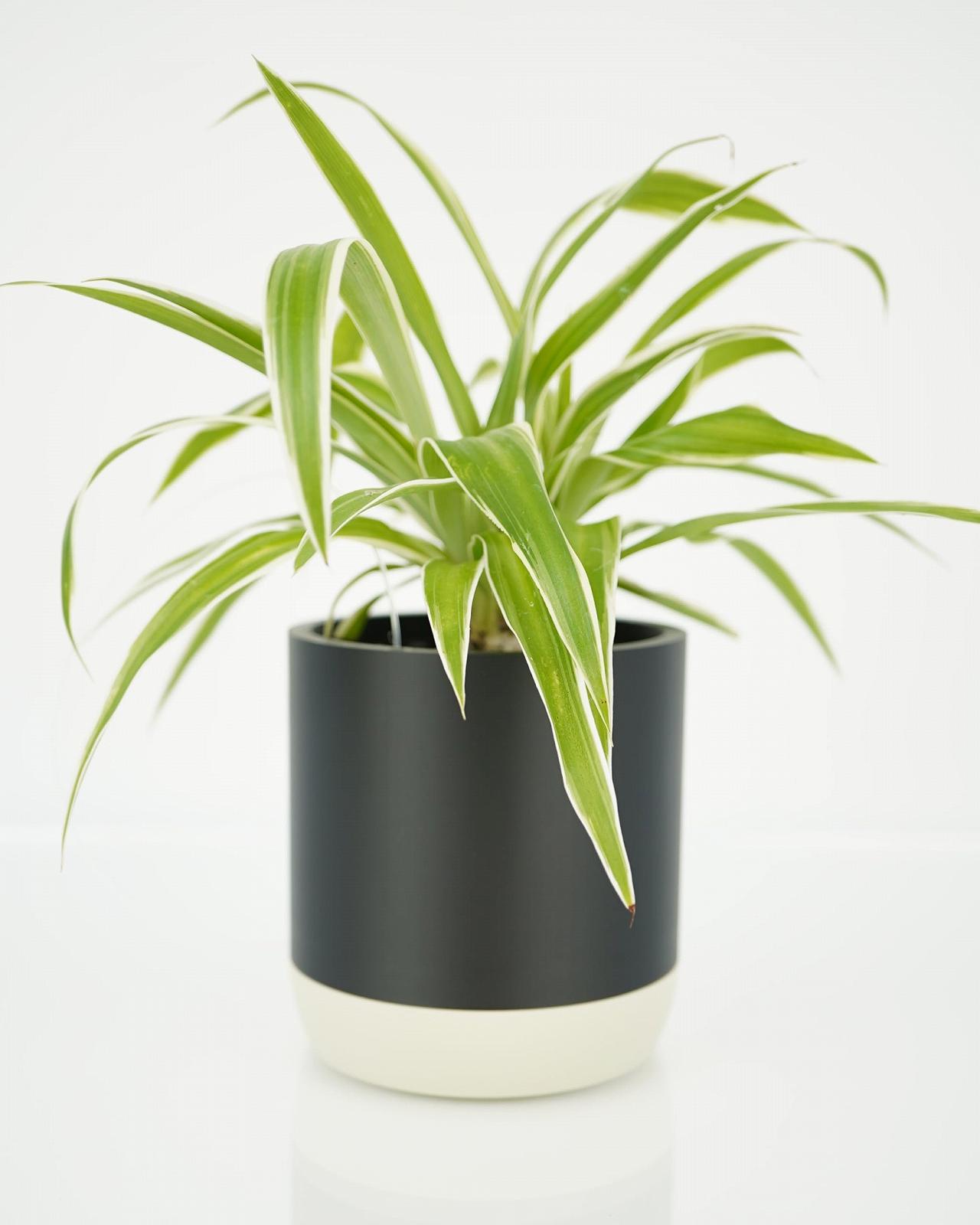 Підвісний кошик Two-Tone Smooth Сучасний Невидима підвіска та знімний піддон Слонова кістка Набір: Великий + Малий, фото №6