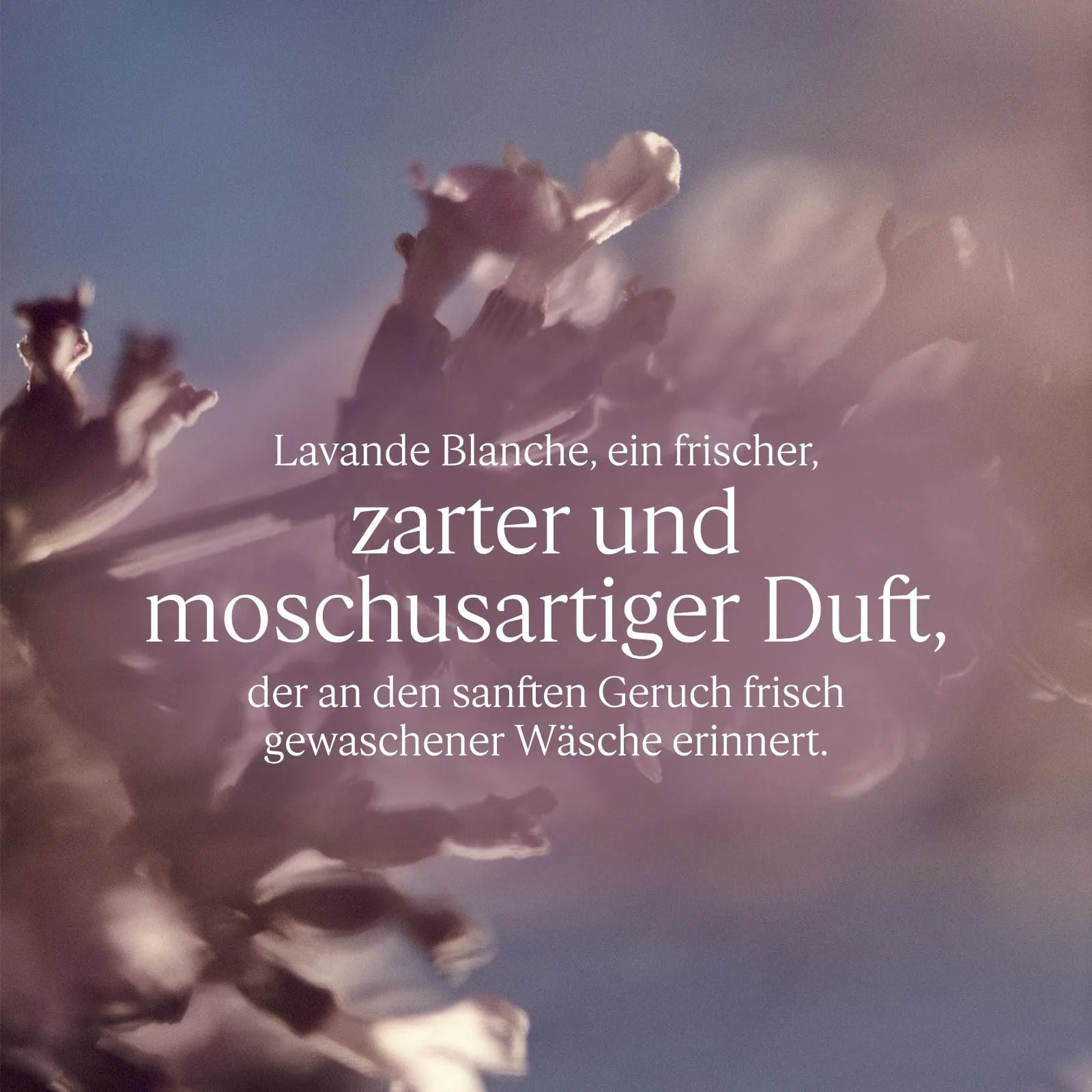 Лосьйон для тіла L'OCCITANE White Lavender 250 мл, фото №2