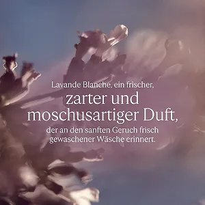 Лосьон для тела L'OCCITANE White Lavender 250 мл synthetic.ua - Фото 1