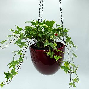 Керамічне підвісне кашпо для гідропоніки happy nature Venus 13/12 17.5 см 15 см Винно-червоний synthetic.ua - Фото 1