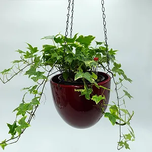 Подвесные корзины для гидропоники happy nature Venus Набор 2 шт. Керамика 13/12 Диаметр 17.5 см Высота 15 см Бордовый synthetic.ua - Фото 1
