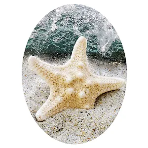 Наклейка на крышку унитаза Морская звезда 30 x 40 см - Фото 1