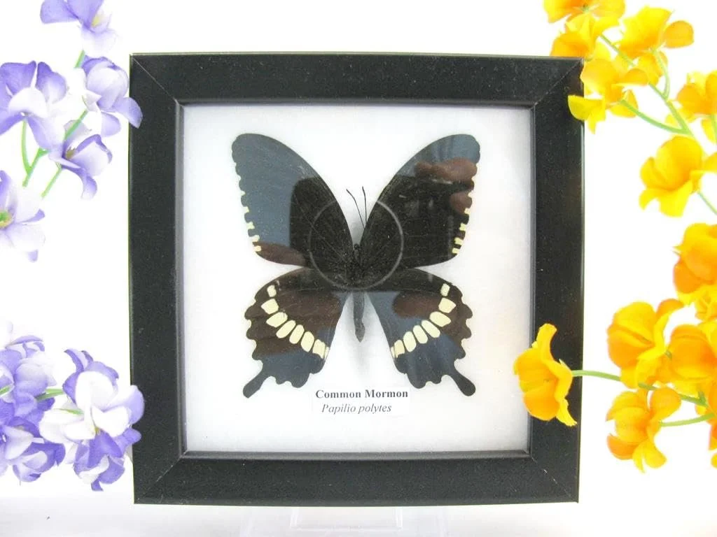 Настінна картина у вітрині Справжній метелик Common Mormon 12 x 12 x 2 см, фото №1 Настінна картина у вітрині Справжній метелик Common Mormon 12 x 12 x 2 см, фото №1