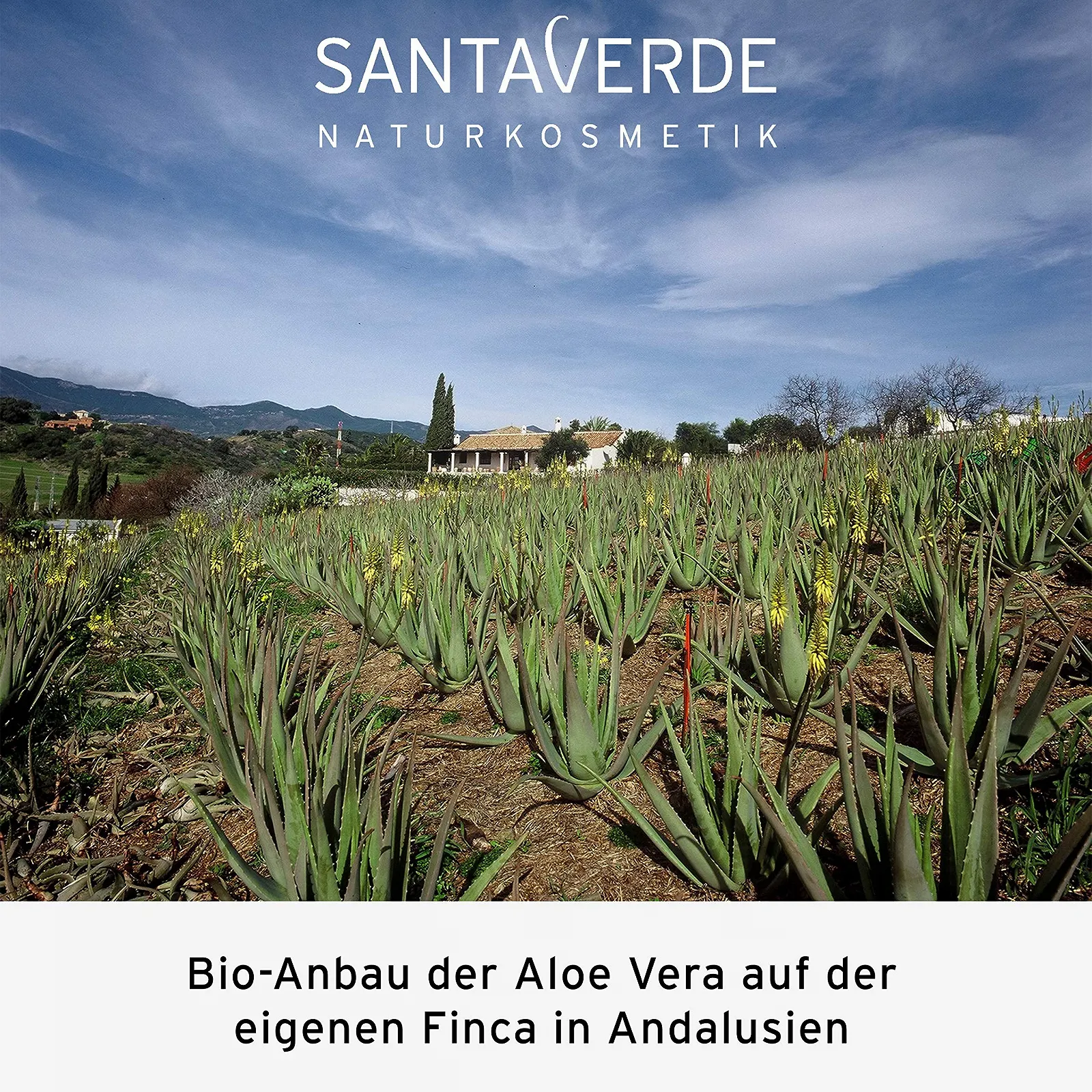 Насичений крем для обличчя SantaVerde Aloe Vera Creme Rich з алое вера та олією аргани, фото №6 Насичений крем для обличчя SantaVerde Aloe Vera Creme Rich з алое вера та олією аргани, фото №6