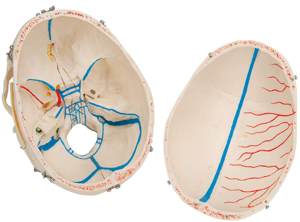 Анатомическая модель черепа 3B Scientific A27 / Подвижная челюсть / Белый, фото №7 Анатомическая модель черепа 3B Scientific A27 / Подвижная челюсть / Белый, фото №7