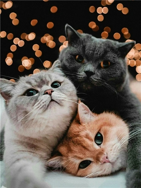 Алмазна мозаїка на підрамнику 30х40см Тріо котиків STR484, фото №1