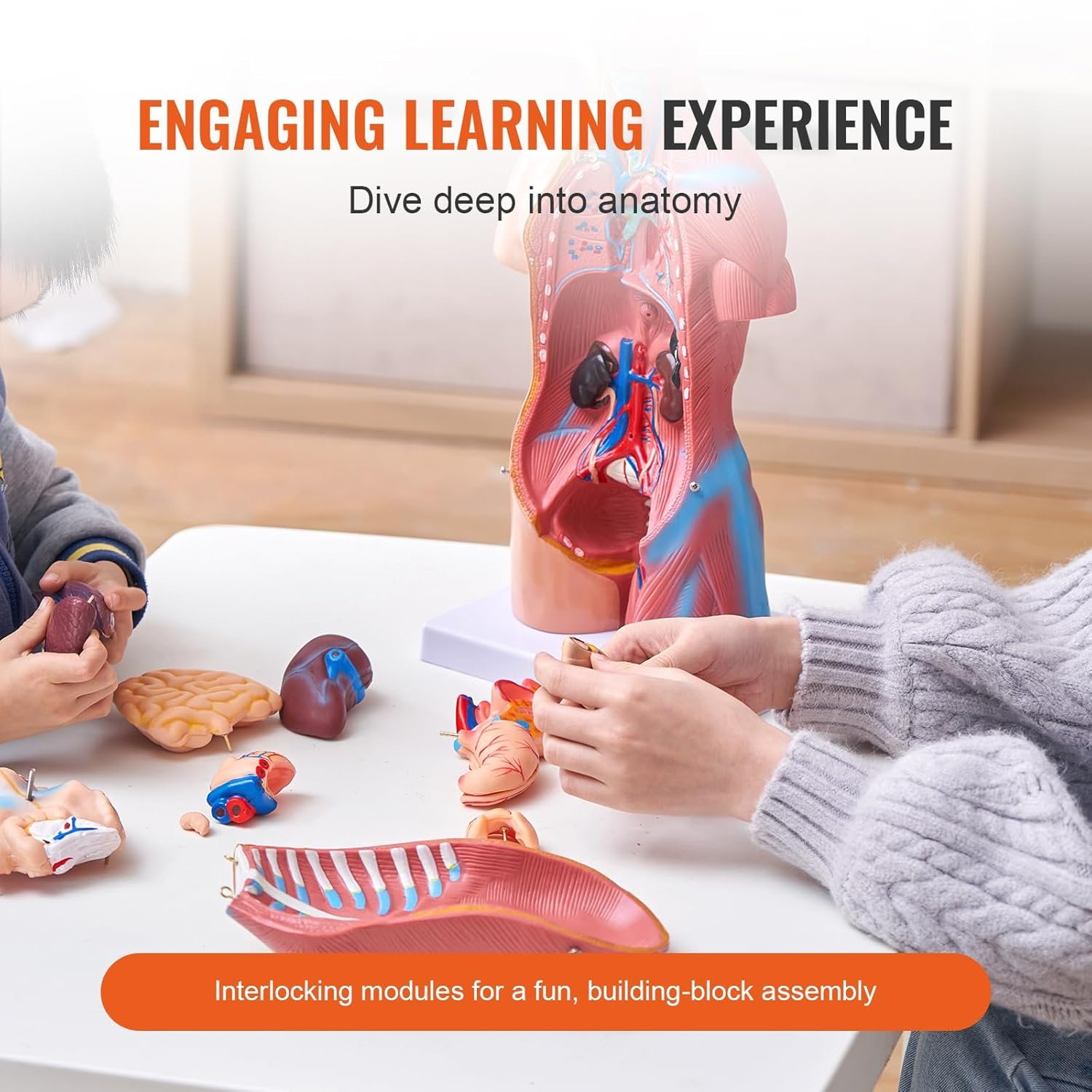 Модель анатомії людського тіла VEVOR / 45 см / 23 шт., фото №5