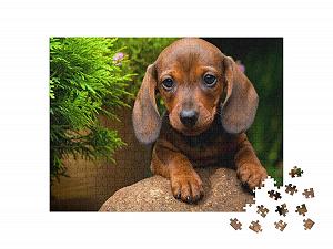 Пазл puzzleYOU Такса "Летний сад с таксой" 500 деталей synthetic.ua - Фото 1