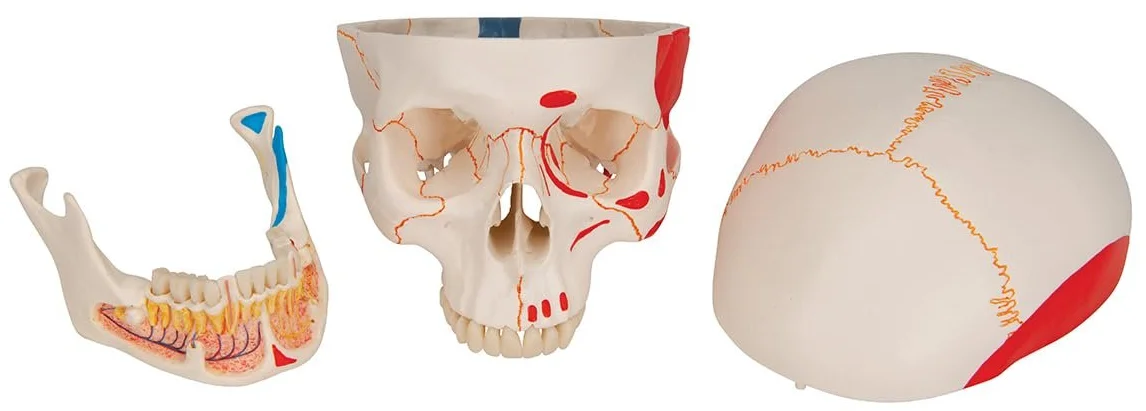 Модель черепа людини 3B Scientific A22/1 / 3 частини / 3B Smart Anatom / Різнокольоровий, фото №4