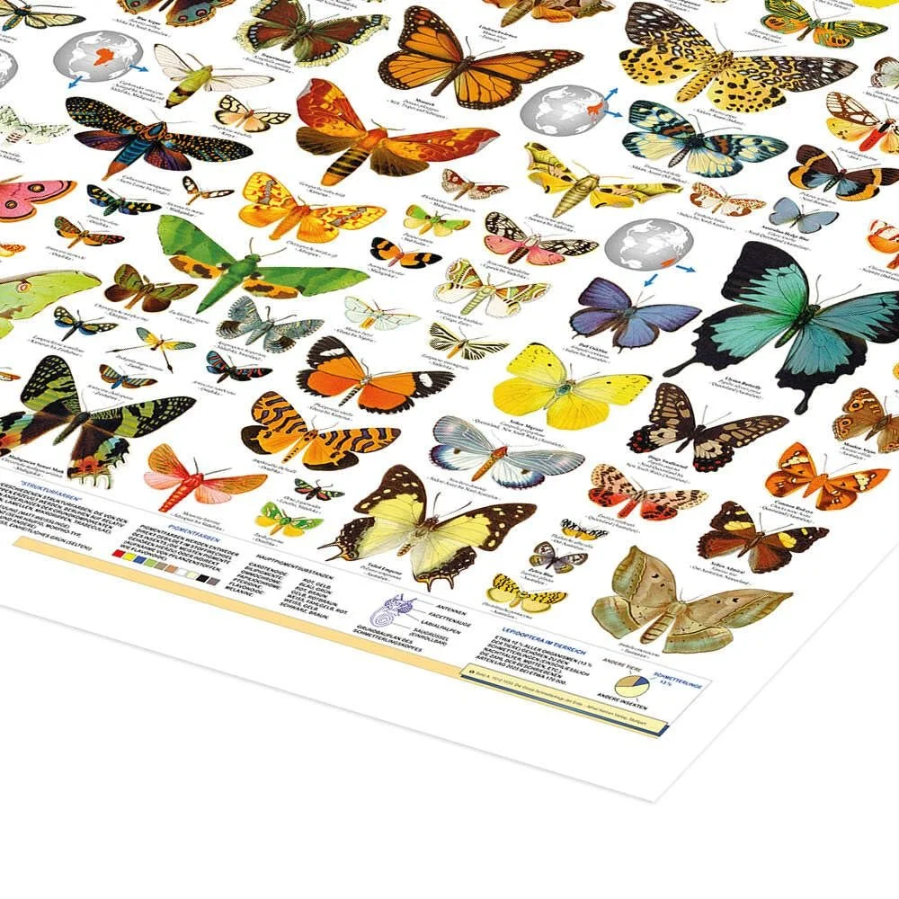Постер Planet Poster Editions Butterflies of the World 90 x 70 см Разноцветный, фото №3 Постер Planet Poster Editions Butterflies of the World 90 x 70 см Разноцветный, фото №3