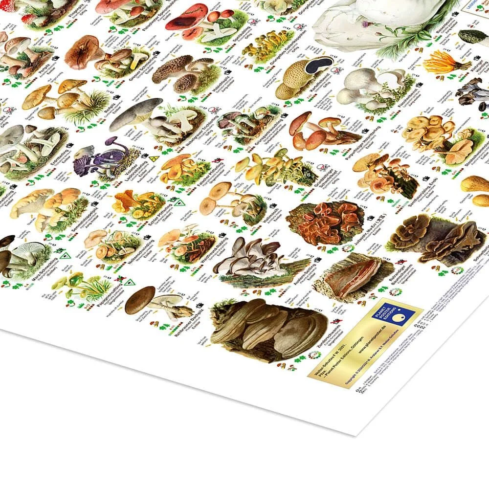 Постер Planet Poster Editions Mushrooms 60 x 80 см Разноцветный, фото №3 Постер Planet Poster Editions Mushrooms 60 x 80 см Разноцветный, фото №3