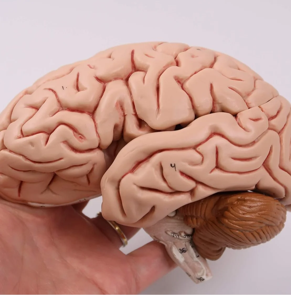 Анатомічна модель мозку 3B Scientific C18 / 5 частин / 3B Smart Anatom / Рожевий, фото №5