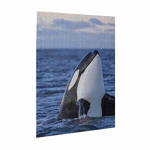 Пазл Killer Whales Orca 500 елементів дерев'яний 38 x 52 см synthetic.ua - Фото 1