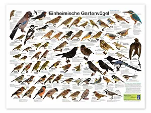 Постер Planet Poster Editions Native Garden Birds 120 x 90 см - Фото 1